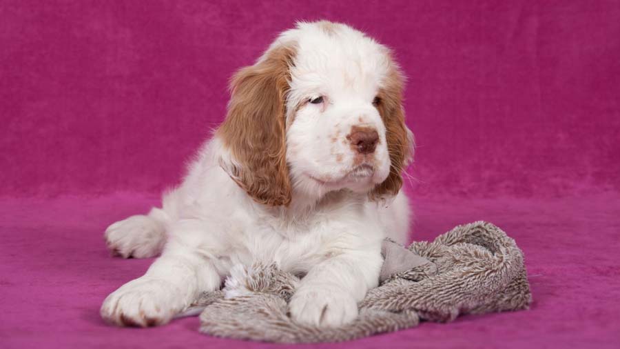 Clumber Spaniel