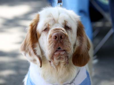 Clumber Spaniel Precio
