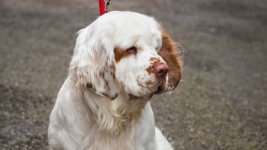 Clumber Spaniel