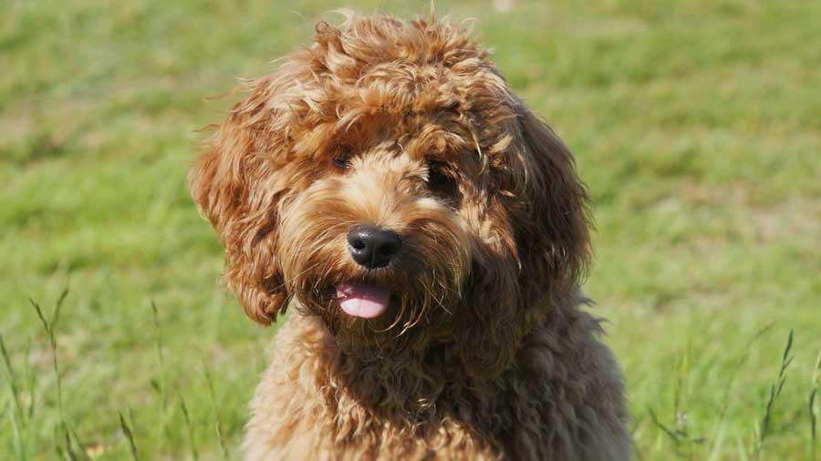 Cockapoo