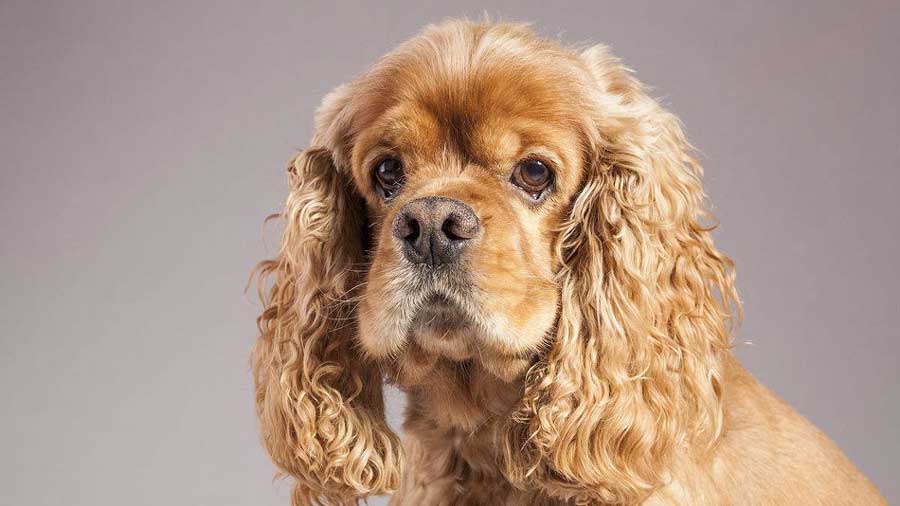 Cocker Spaniel Americano