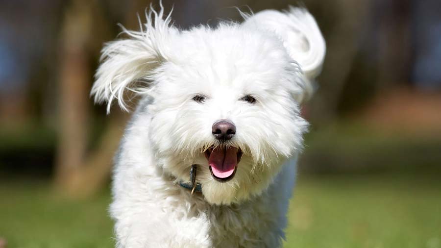 Coton de Tulear