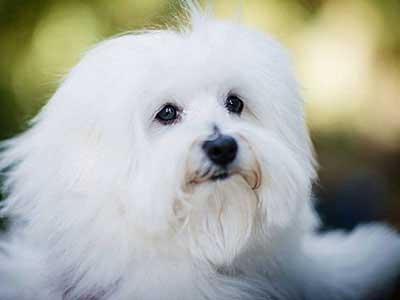 Coton de Tulear Precio