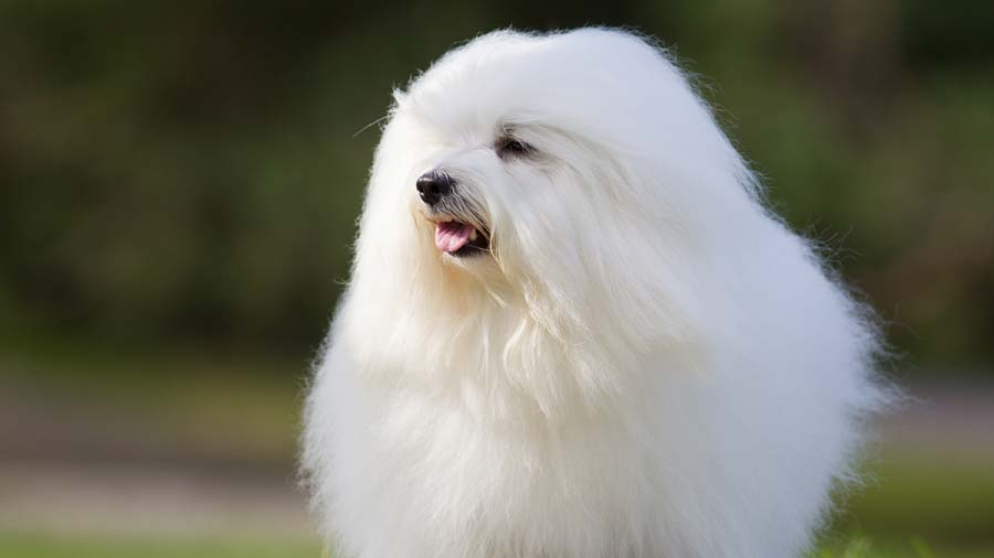 Coton de Tulear