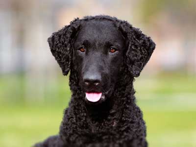 Retriever de Pelo Rizado Precio