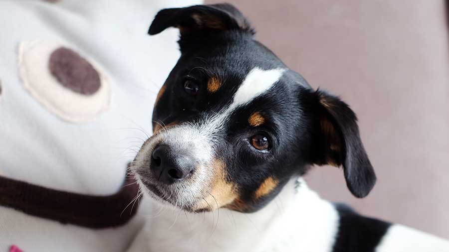 Perro de Granja Danés Sueco