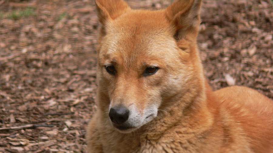 Dingo