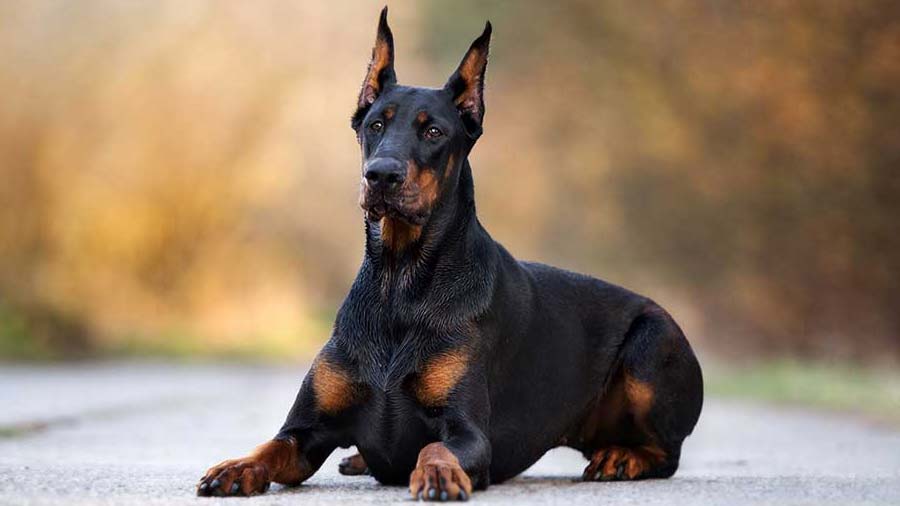 Doberman