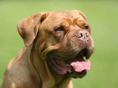 Dogo de Burdeos Precio
