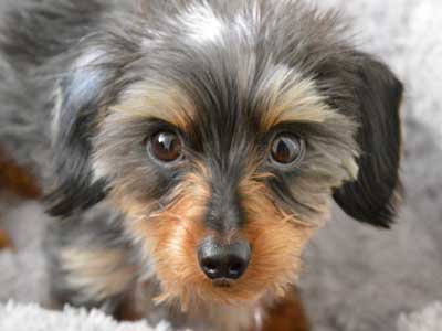 Dorkie Precio