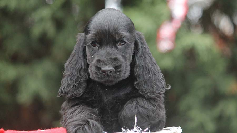 Cocker Spaniel Inglés