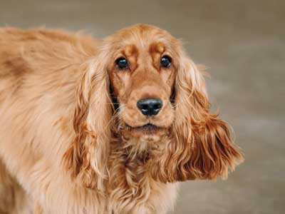 Cocker Spaniel Inglés Precio