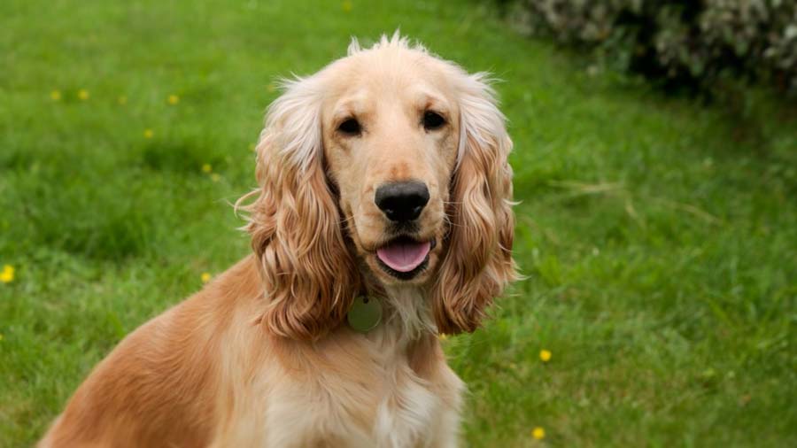 Cocker Spaniel Inglés