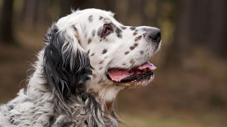 Setter Inglés