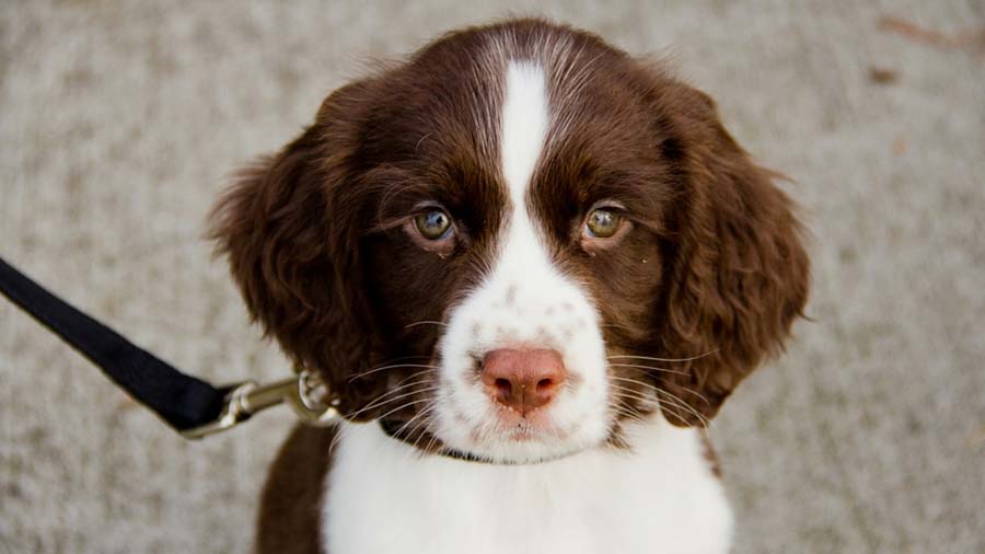 Springer Spaniel Inglés