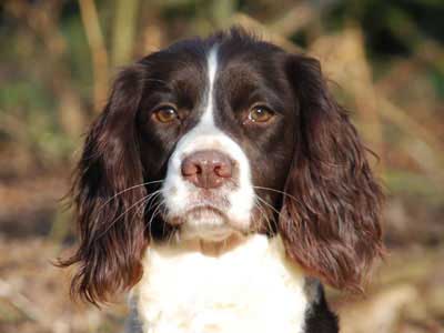 Springer Spaniel Inglés Precio