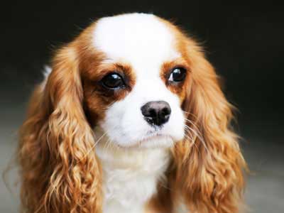 Toy Spaniel Inglés Precio