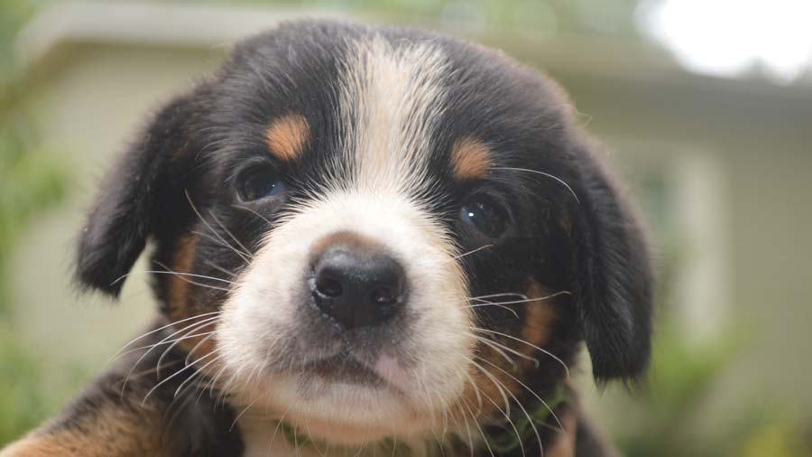 Perro de Montaña de Entlebucher