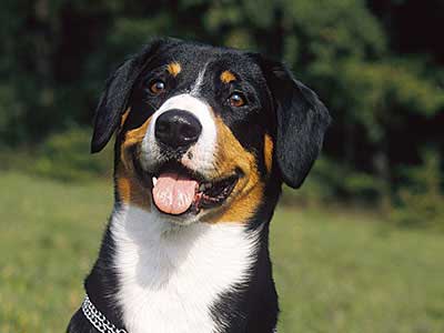 Perro de Montaña de Entlebucher Precio