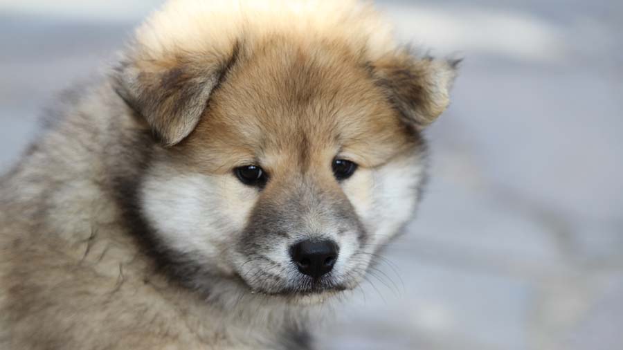 Eurasier