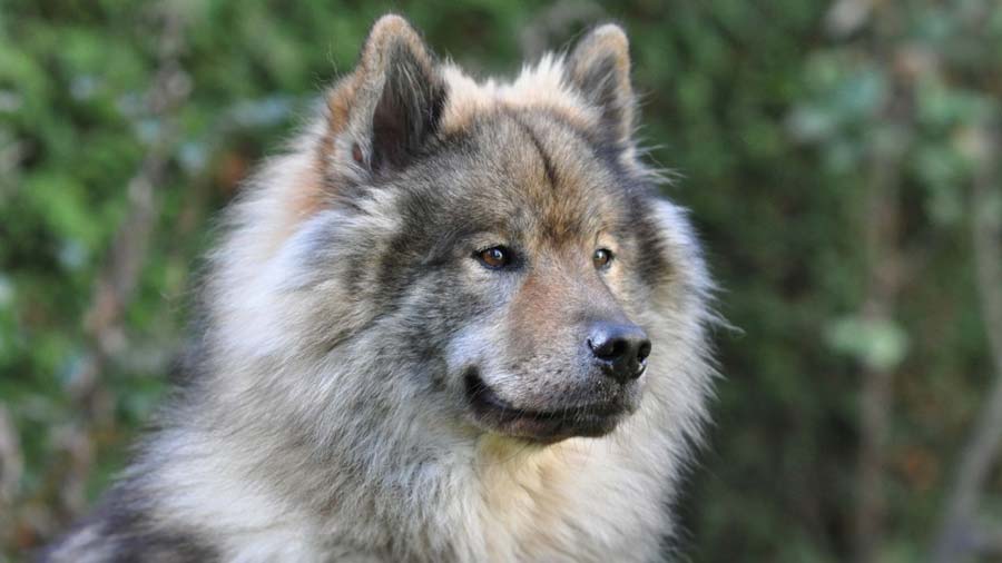 Eurasier