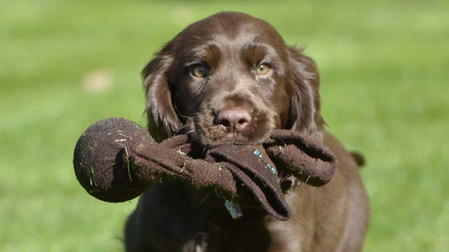 Field Spaniel