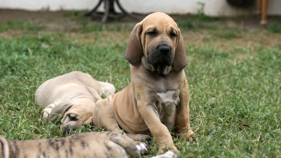 Fila Brasileiro