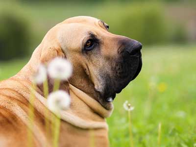Fila Brasileiro Precio