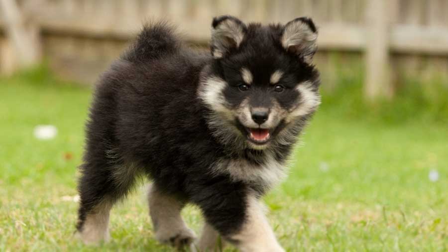 Lapphund Finlandés