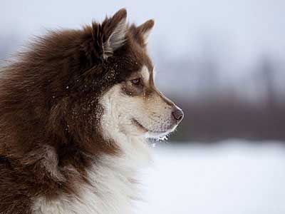 Lapphund Finlandés Precio