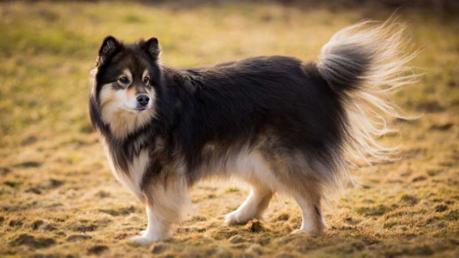 Lapphund Finlandés