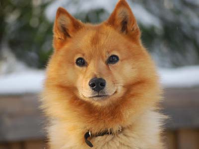 Spitz Finlandés Precio
