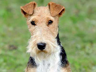 Fox Terrier de Alambre Precio