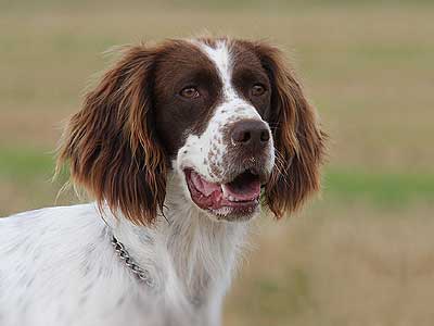 Spaniel Francés Precio