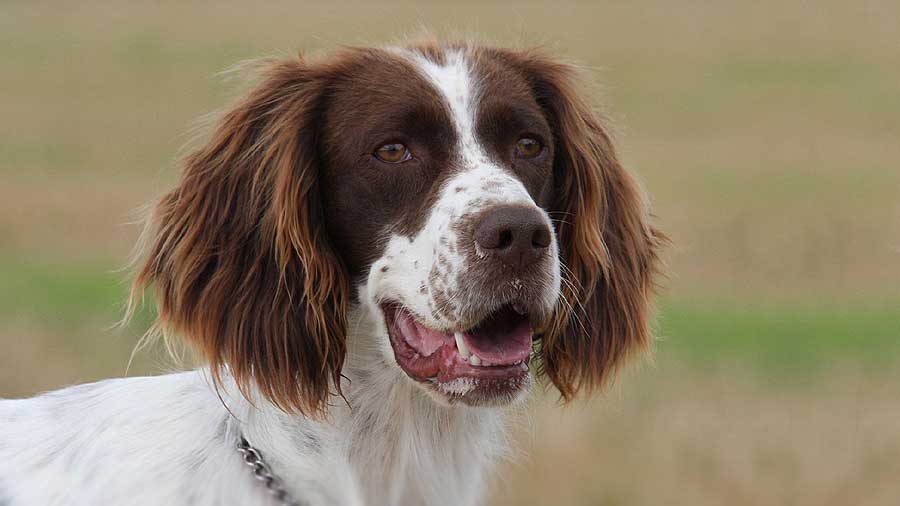 Spaniel Francés