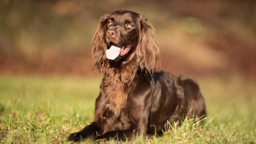 Pointer Alemán de Pelo Largo