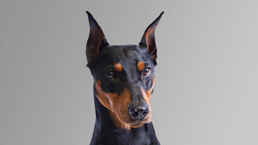 Pinscher Alemán