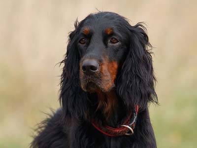 Gordon Setter Precio