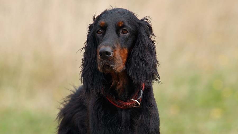 Gordon Setter