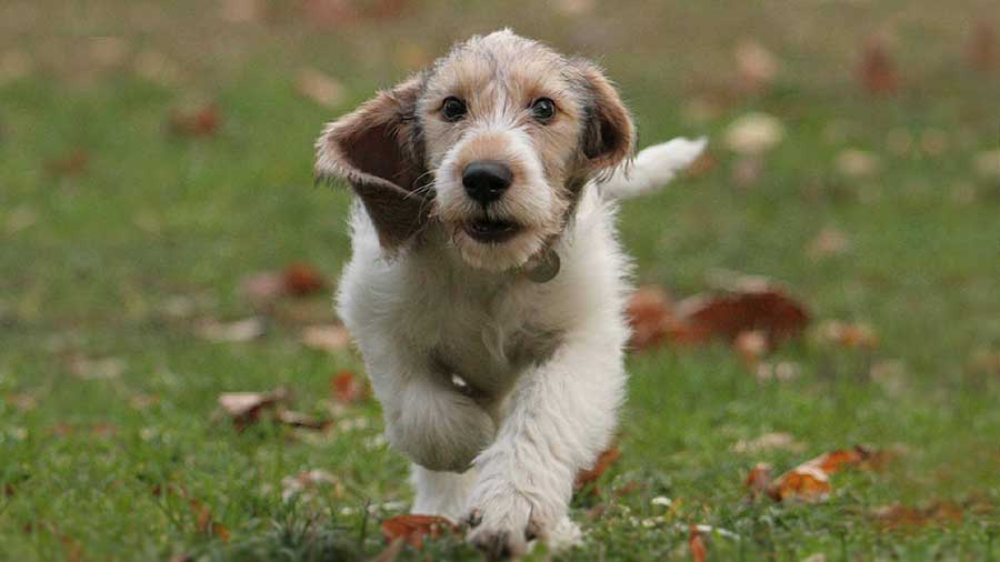 Grand Basset Griffon Vendeen