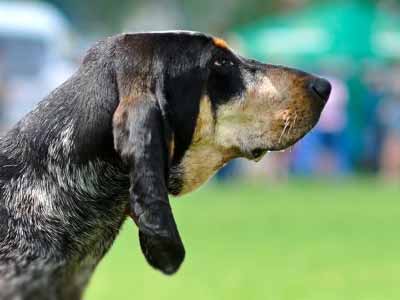 Gran Sabueso Azul de Gascuña Precio