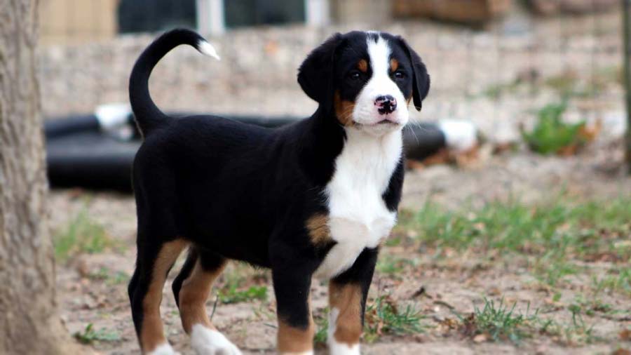 Gran Perro de Montaña Suizo