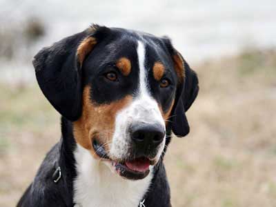 Gran Perro de Montaña Suizo Precio
