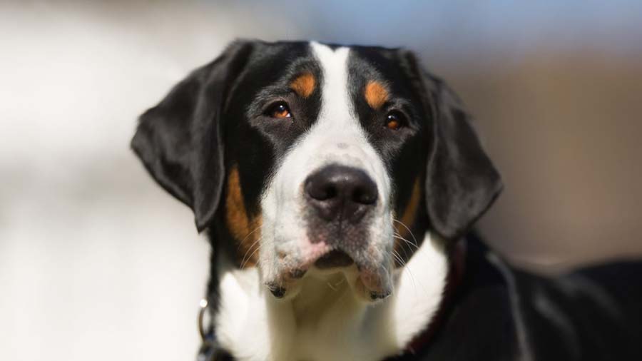 Gran Perro de Montaña Suizo