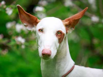 Podenco Ibicenco Precio
