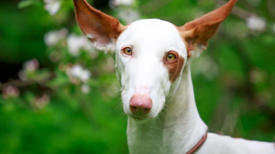 Podenco Ibicenco