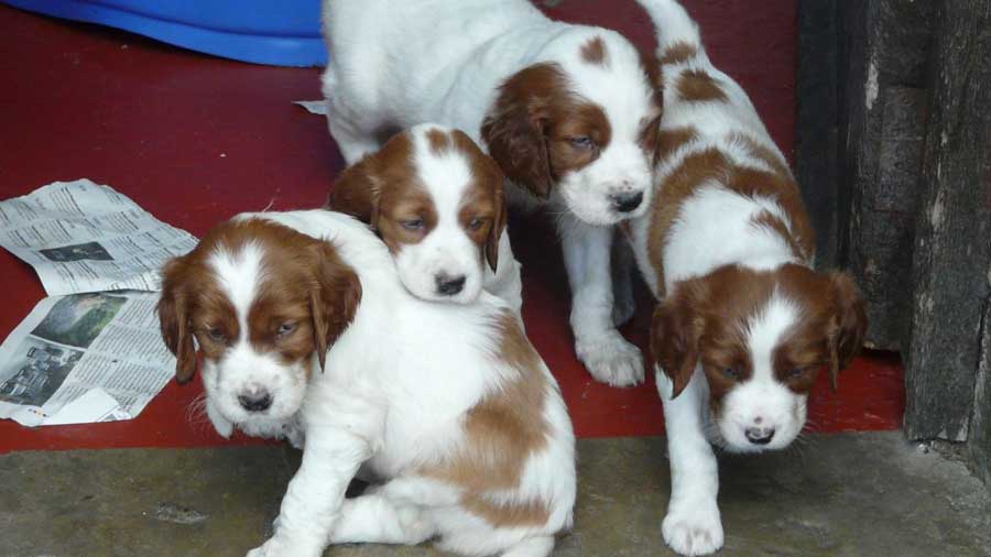 Setter Irlandés Rojo y Blanco