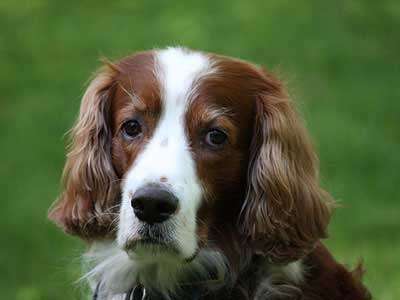 Setter Irlandés Rojo y Blanco Precio
