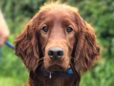 Setter Irlandés Precio
