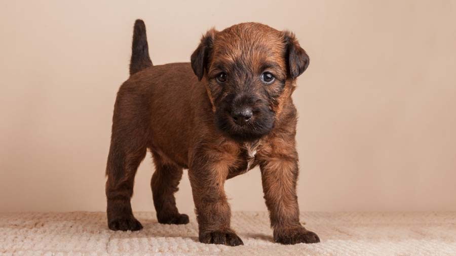 Terrier Irlandés